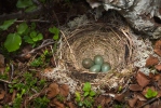 Turdus iliacus