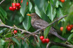 Turdus merula