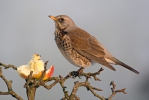 Turdus pilaris