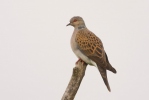 Turtle Dove