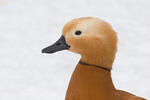 uddy Shelduck