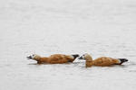 uddy Shelduck