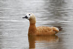 uddy Shelduck