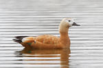 uddy Shelduck