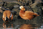 uddy Shelduck