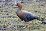 Upland Goose