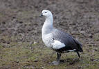 Upland Goose