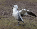 Upland Goose