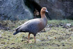 Upland Goose