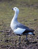 Upland Goose