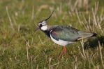 Vanellus vanellus