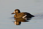 Velvet Scoter