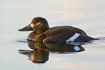 Velvet Scoter