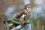 Vespobuteo