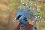 Victoria Crowned Pigeon