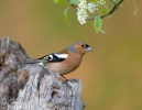 Vink vogel