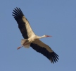 Vit stork