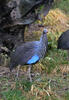 Vulturine Guineafowl