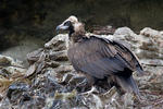 Vulturul pleșuv negru