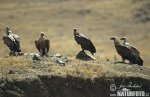 Vulturul pleșuv sur