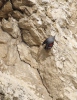 Wallcreeper