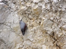 Wallcreeper