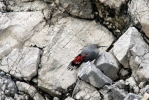 Wallcreeper