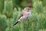 Water Pipit