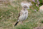 Water Pipit