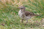 Water Pipit