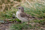 Water Pipit