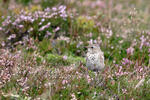 Water Pipit