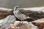 Water Pipit