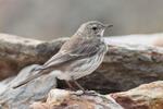 Water Pipit