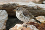 Water Pipit