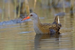 Water Rail