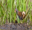 Water Rail