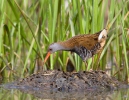 Water Rail