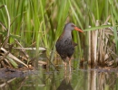 Water Rail