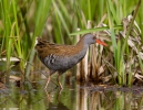 Water Rail