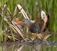 Water Rail