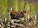 Water Rail