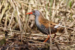 Water Rail