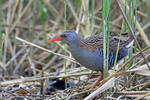 Water Rail