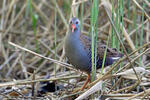 Water Rail