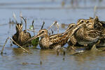 Watersnip