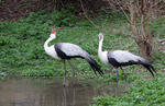 Wattled Crane