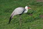 Wattled Crane