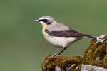 Wheatear