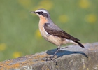 Wheatear